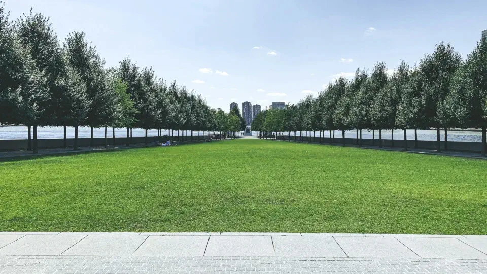 long yard with trees